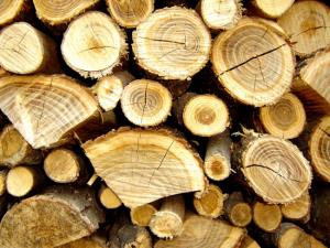 Simbolična fotografija: Les